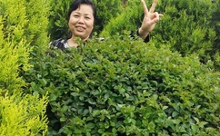 小泽玛利亚作品